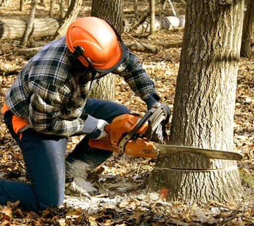 Tree Removal in Lexington, MS